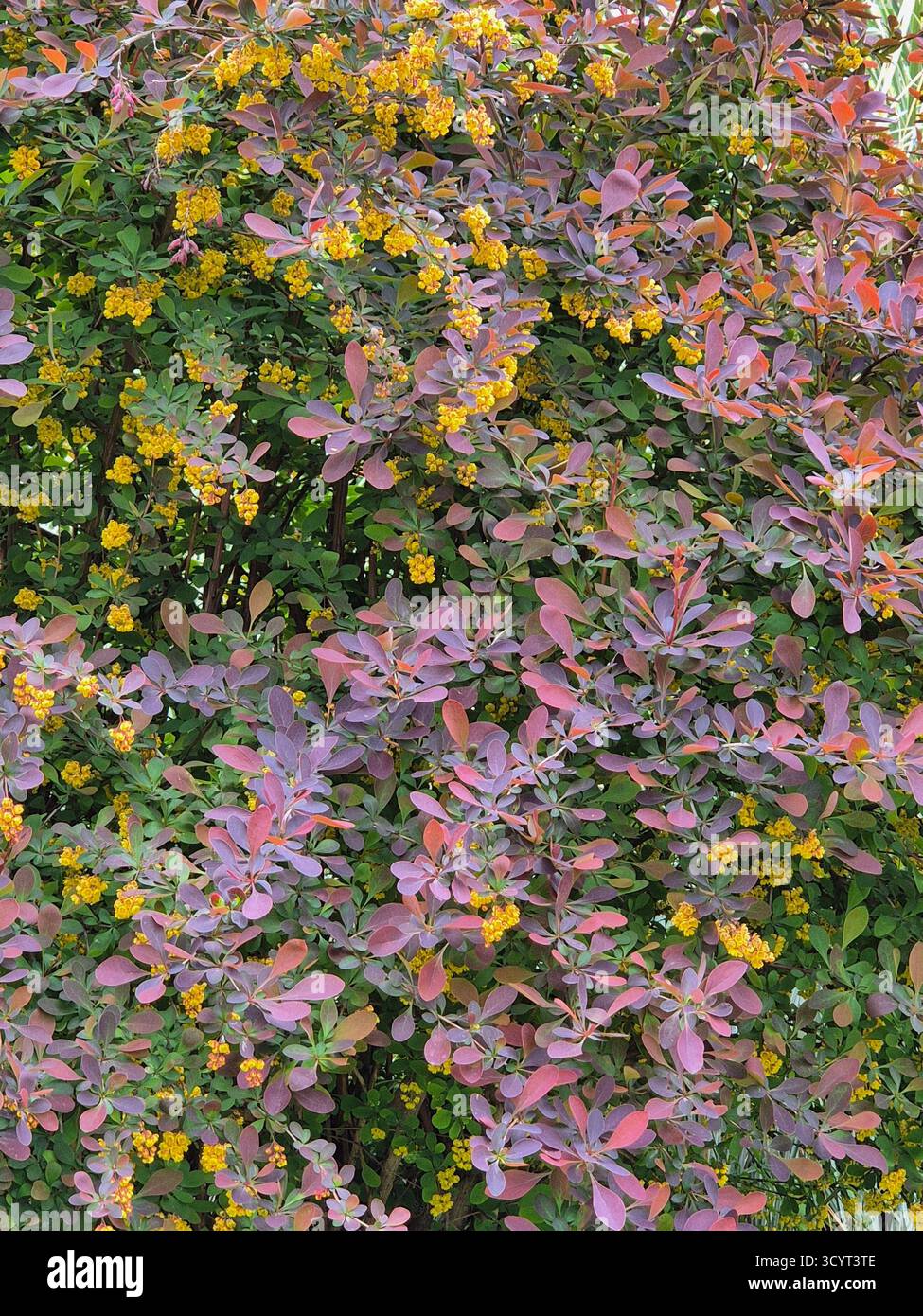 Fleur jaune vif et feuilles rougeâtre-violet de l'arbuste Barberry Thunberg Banque D'Images