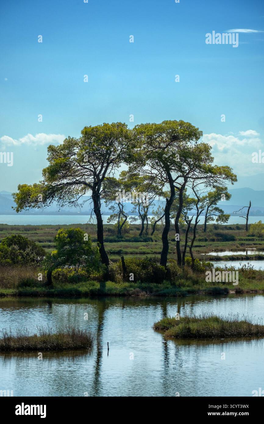 23.09.2024, Albanie, Divjaka, Divjaka - forêt de pins dans la lagune (eau salée et douce d'un estuaire fluvial) dans le parc national de Divjaka-Karavasta Banque D'Images