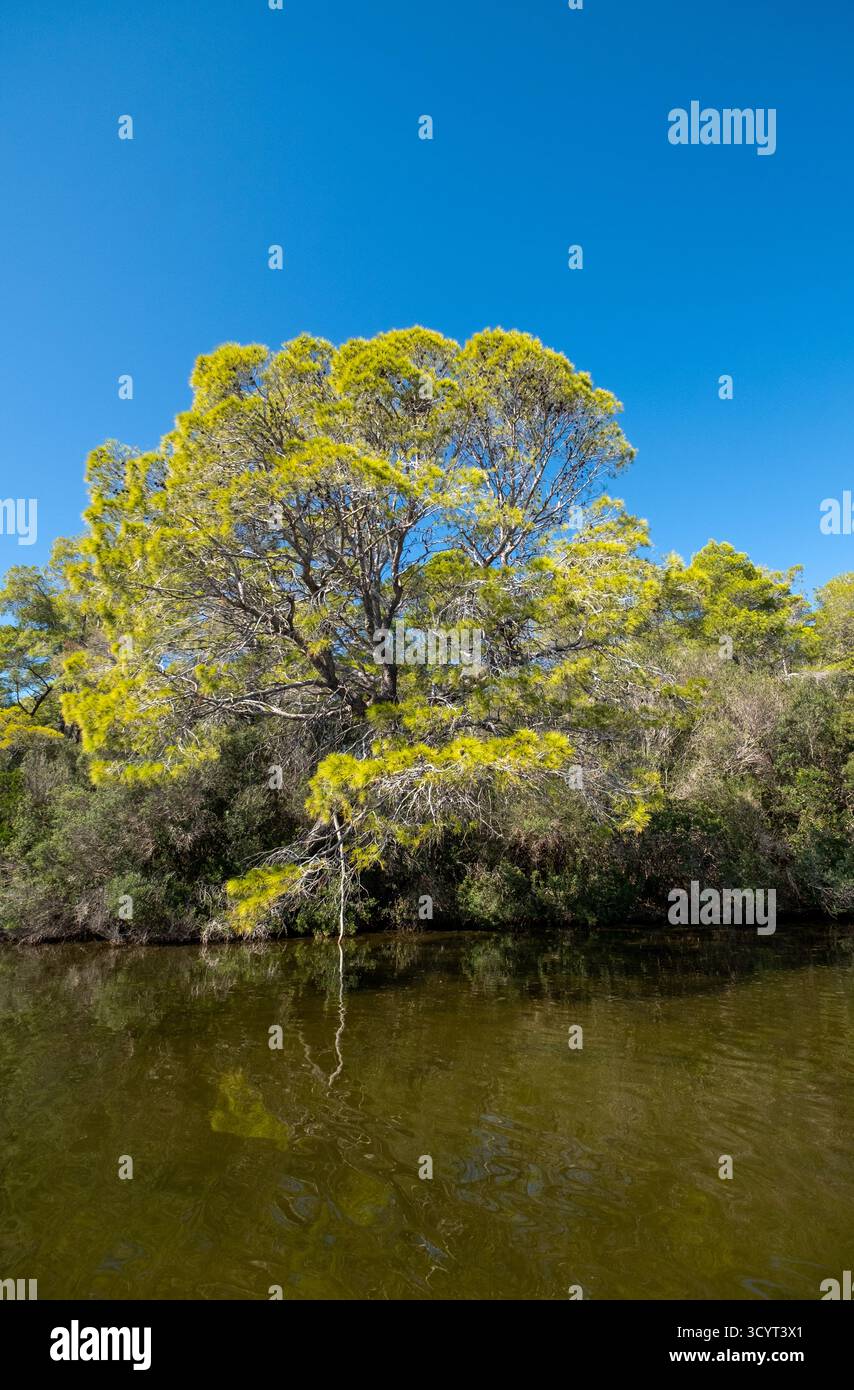 23.09.2024, Albanie, Divjaka, Divjaka - forêt de pins dans la lagune (eau salée et douce d'un estuaire fluvial) dans le parc national de Divjaka-Karavasta Banque D'Images