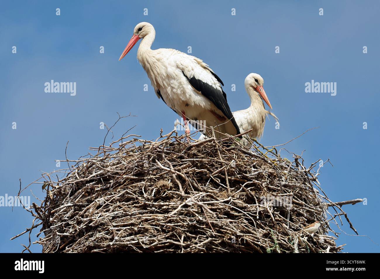 12.04.2025, Allemagne, Brandenburg, Altlandsberg - Allemagne - paire de cigognes debout sur leur nid. 00S250412D182CAROEX.JPG [AUTORISATION DU MODÈLE : PAS D'APPLICAB Banque D'Images 12.04.2025, Allemagne, Brandenburg, Altlandsberg - Allemagne - paire de cigognes debout sur leur nid. 00S250412D182CAROEX.JPG [AUTORISATION DU MODÈLE : PAS D'APPLICAB Banque D'Images