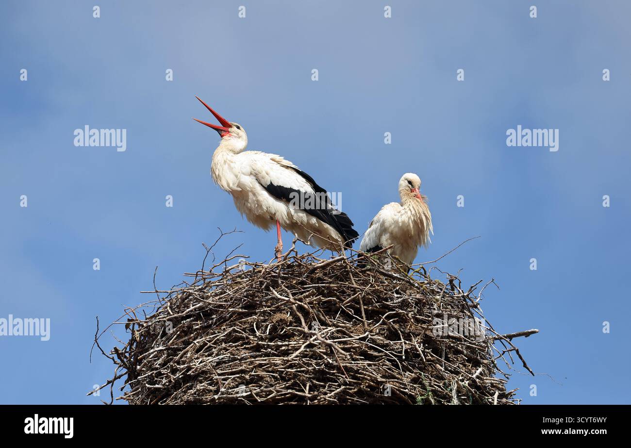 12.04.2025, Allemagne, Brandenburg, Altlandsberg - Allemagne - paire de cigognes debout sur leur nid. 00S250412D185CAROEX.JPG [AUTORISATION DU MODÈLE : PAS D'APPLICAB Banque D'Images 12.04.2025, Allemagne, Brandenburg, Altlandsberg - Allemagne - paire de cigognes debout sur leur nid. 00S250412D185CAROEX.JPG [AUTORISATION DU MODÈLE : PAS D'APPLICAB Banque D'Images