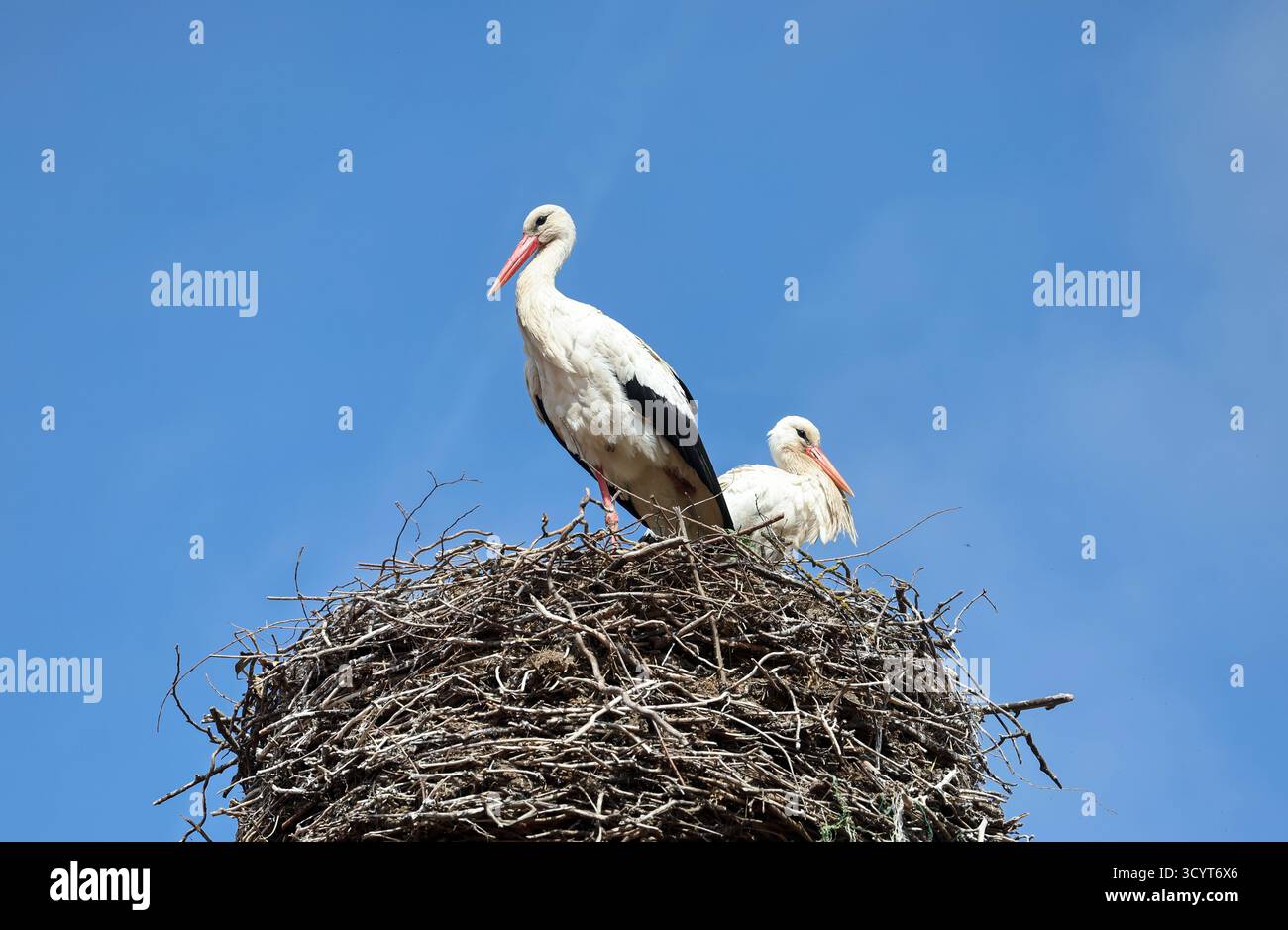12.04.2025, Allemagne, Brandenburg, Altlandsberg - Allemagne - paire de cigognes debout sur leur nid. 00S250412D184CAROEX.JPG [AUTORISATION DU MODÈLE : PAS D'APPLICAB Banque D'Images 12.04.2025, Allemagne, Brandenburg, Altlandsberg - Allemagne - paire de cigognes debout sur leur nid. 00S250412D184CAROEX.JPG [AUTORISATION DU MODÈLE : PAS D'APPLICAB Banque D'Images