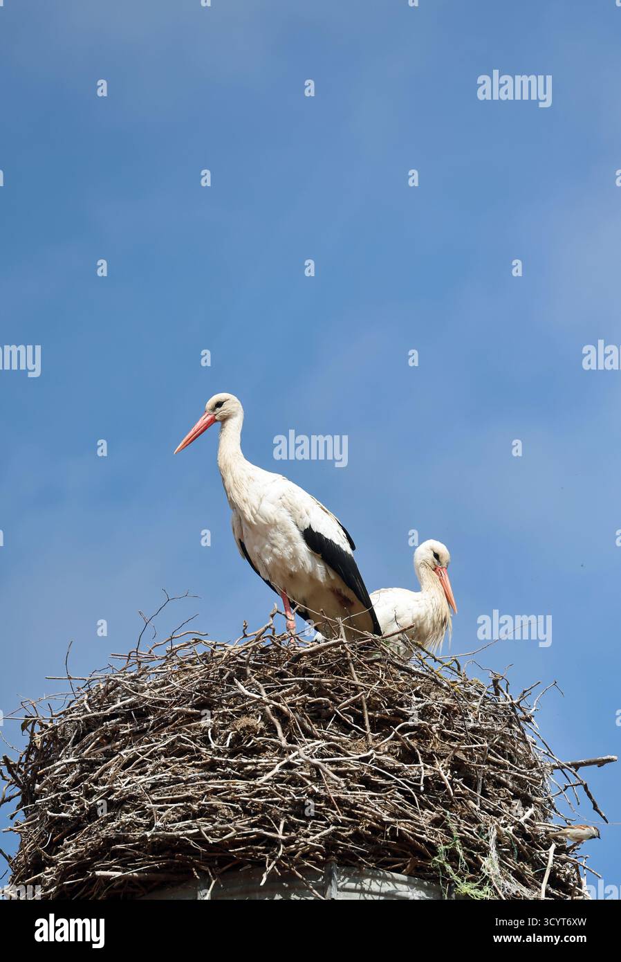 12.04.2025, Allemagne, Brandenburg, Altlandsberg - Allemagne - paire de cigognes debout sur leur nid. 00S250412D183CAROEX.JPG [AUTORISATION DU MODÈLE : PAS D'APPLICAB Banque D'Images 12.04.2025, Allemagne, Brandenburg, Altlandsberg - Allemagne - paire de cigognes debout sur leur nid. 00S250412D183CAROEX.JPG [AUTORISATION DU MODÈLE : PAS D'APPLICAB Banque D'Images
