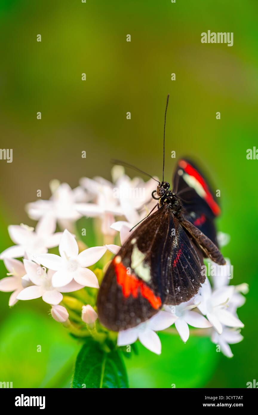 Papillon facteur Heliconius melpomene se nourrissant d'une fleur. Les ailes rouges, noires et jaunes vives se déplacent gracieusement dans la lumière naturelle, capturant l'élégance et le mouvement délicat de cette espèce tropicale. Banque D'Images