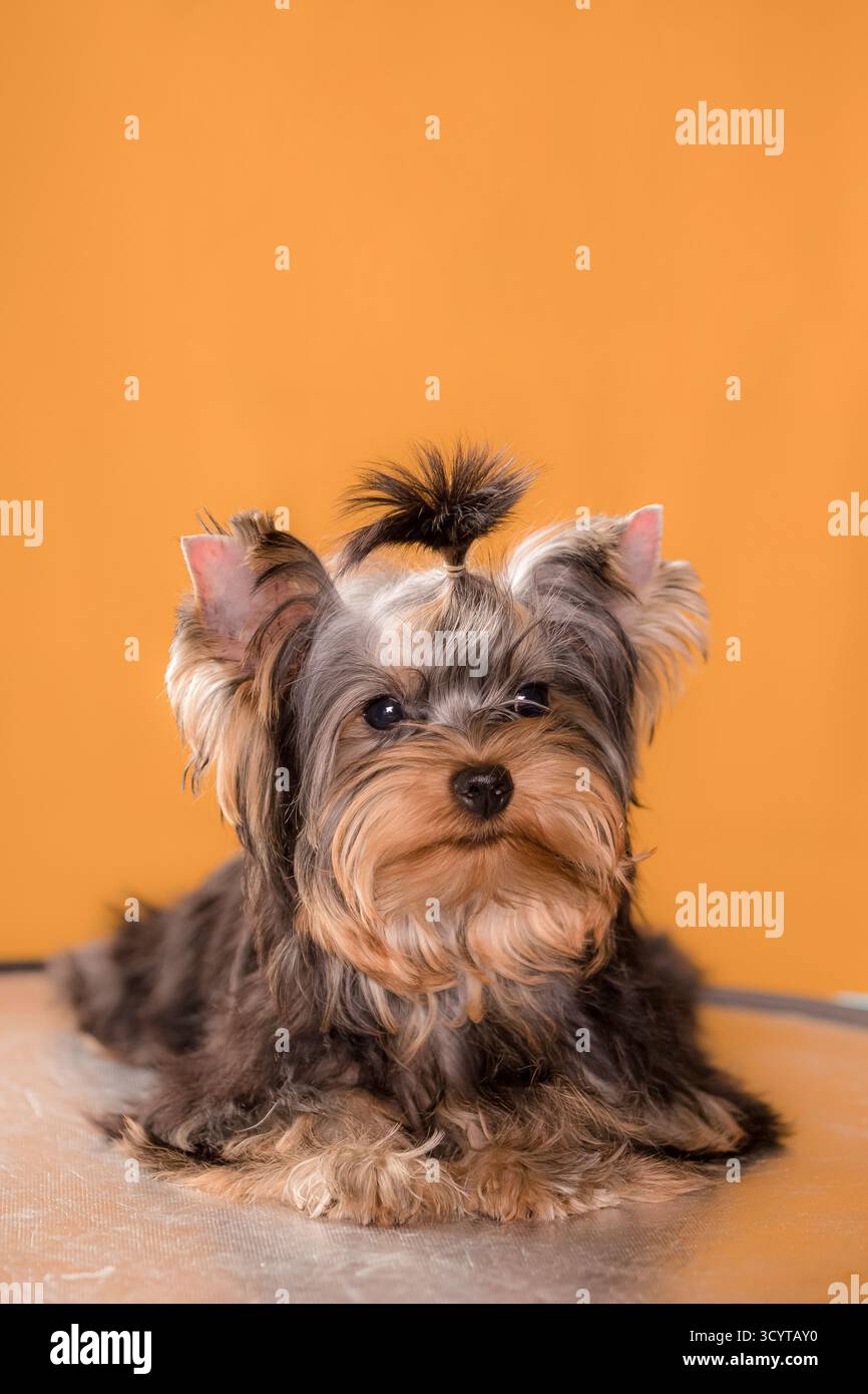 Chiot Yorkshire Terrier couché avec des cheveux attachés et un fond orange chaud dans un cadre de studio. Banque D'Images