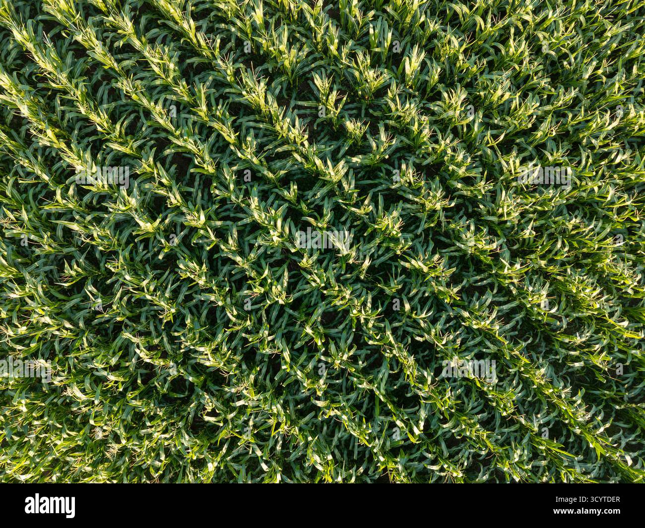 Image aérienne d'un champ de maïs dans la campagne anglaise, montrant des rangées cultivées de plants de maïs créant un paysage vert texturé à travers les terres agricoles i Banque D'Images