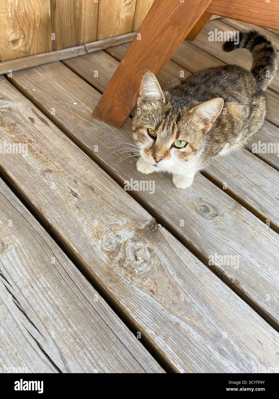 Un chat tabby avec un mélange de fourrure grise et blanche est assis sur une terrasse en bois. Les planches en bois sont vieillies, affichant des nœuds naturels et des motifs de grain. Banque D'Images
