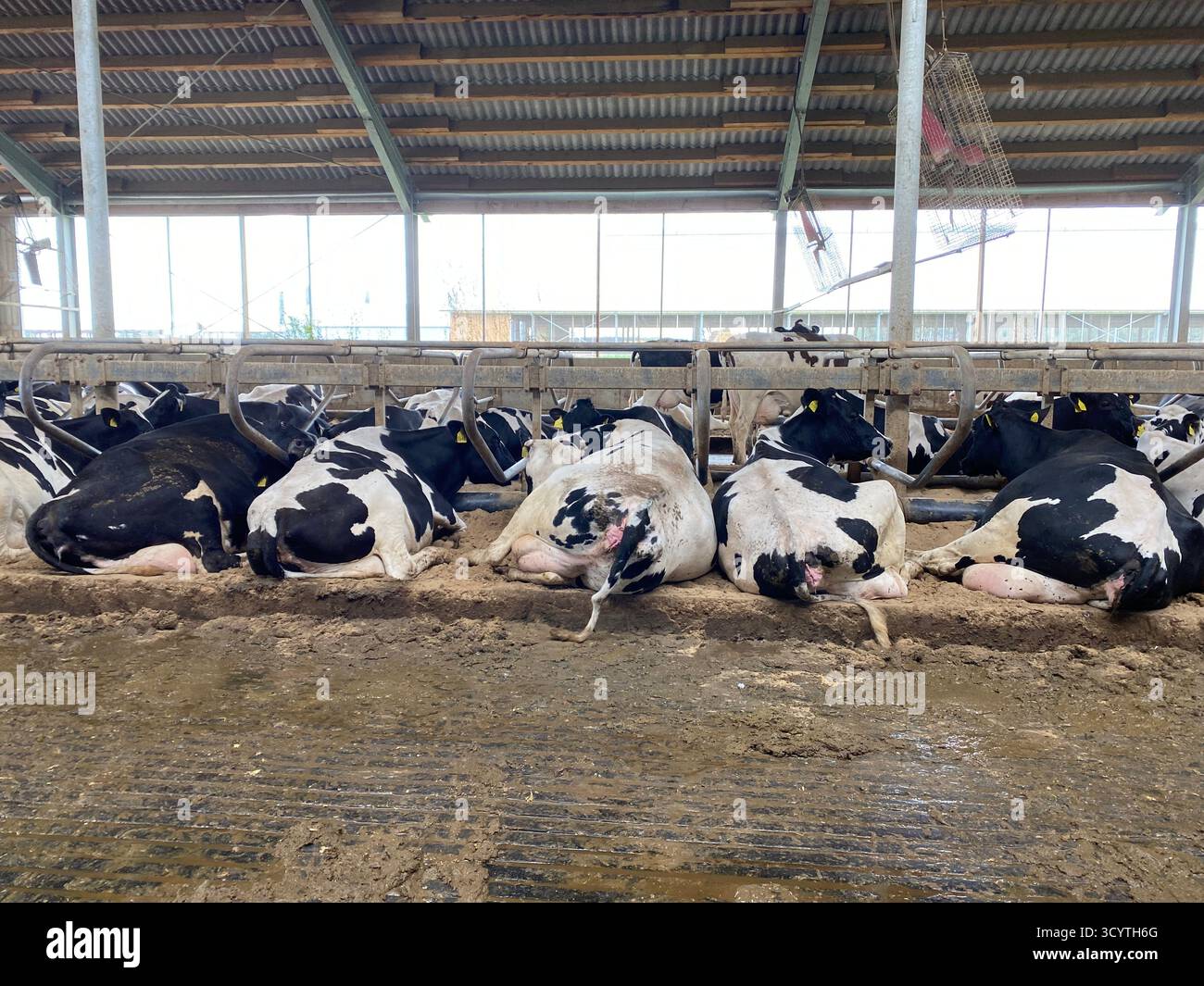 Les vaches noires et blanches sont alignées dos au spectateur Banque D'Images