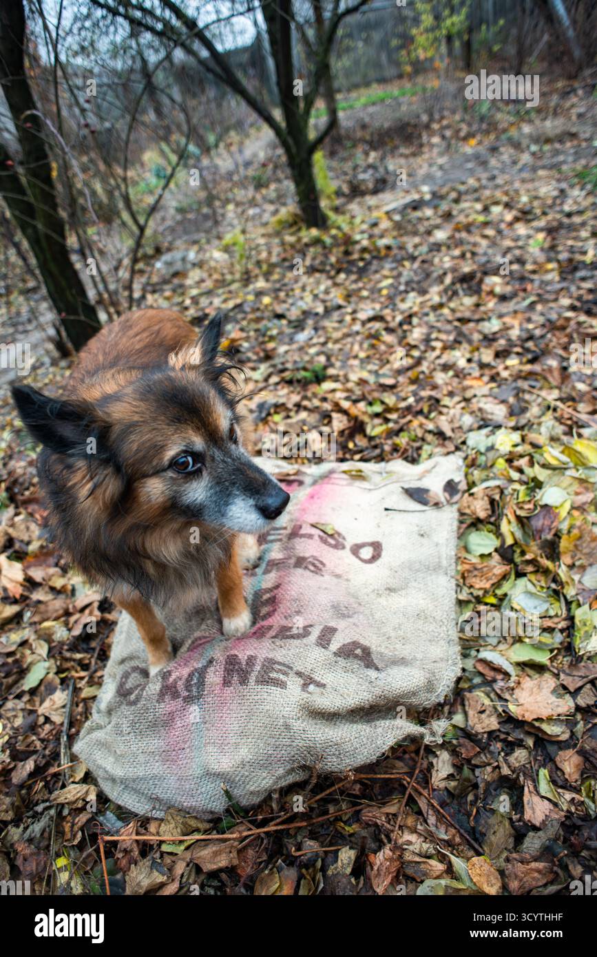 Un chien intelligent moelleux, sur un sac de café Colombie, dans le jardin d'automne Banque D'Images