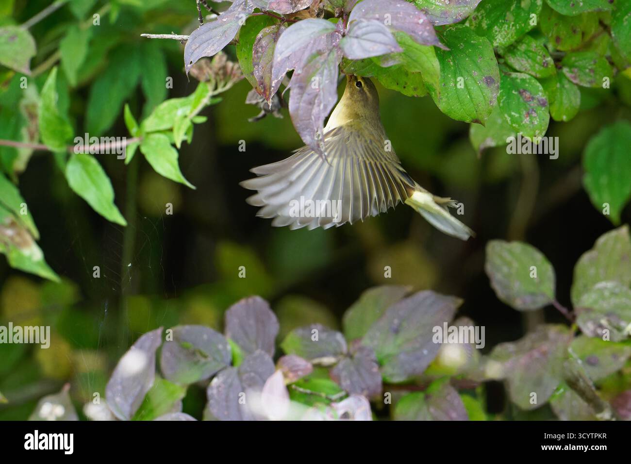 Chiffchaff- Phylloscopus collybita attrapant des insectes. Banque D'Images