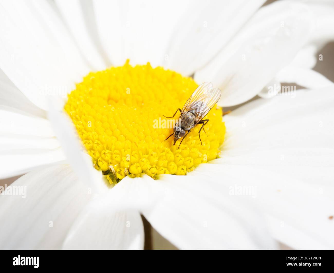 Anthomyiid mouche sur une Marguerite (Leucanthemum vulgare), Tignes, Alpes françaises. Banque D'Images