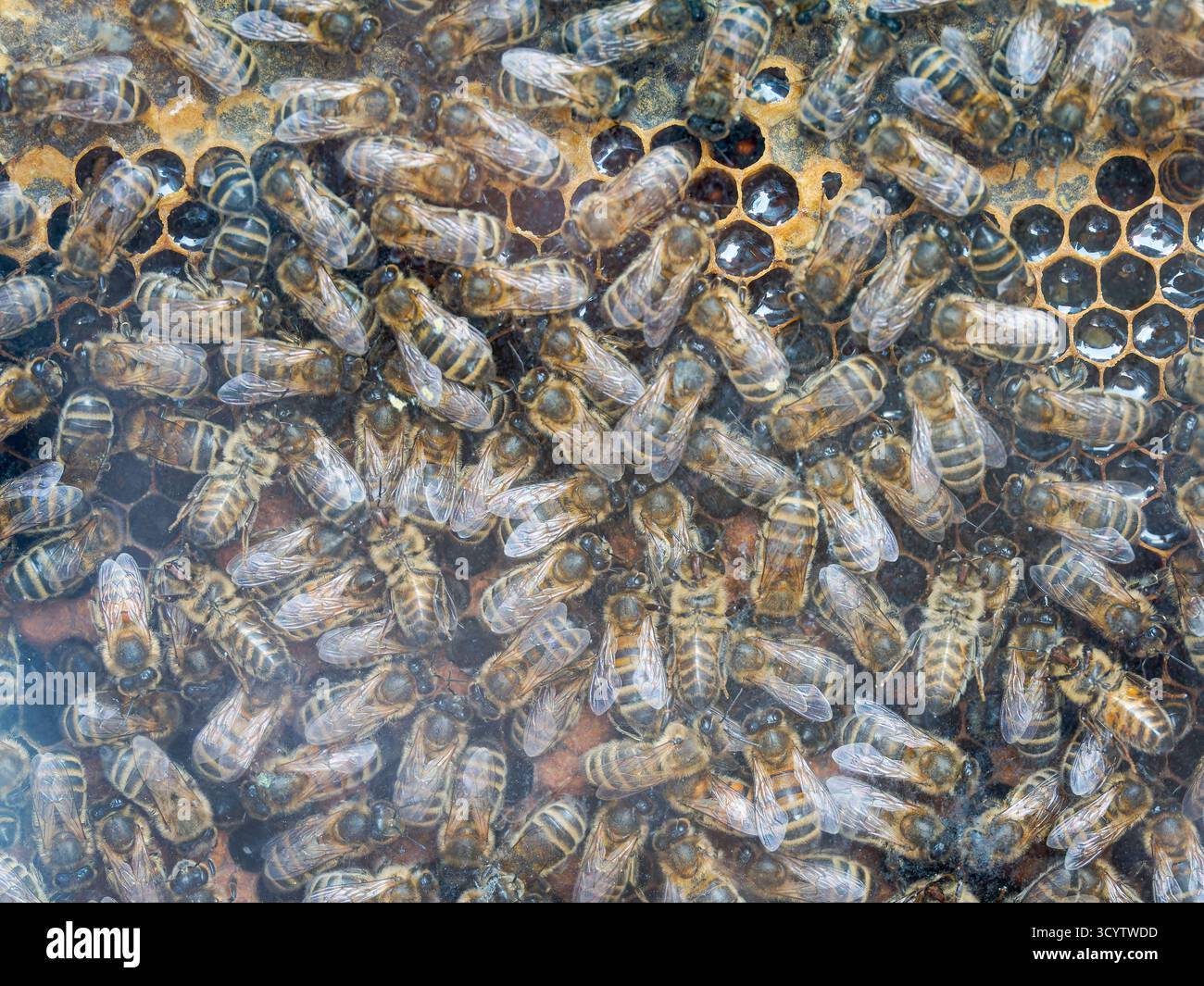 Colonie d'abeilles (Apis mellifera) à l'intérieur d'une ruche de verre, Tignes, Alpes françaises. Banque D'Images