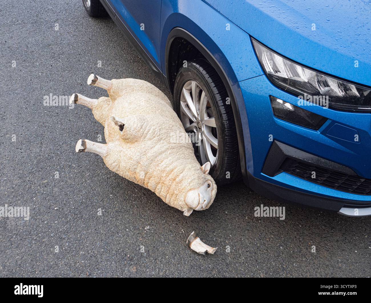 Mouton ornemental en plastique de grande taille projeté contre le côté d'une voiture de location après une tempête, Scalloway, Shetland Banque D'Images