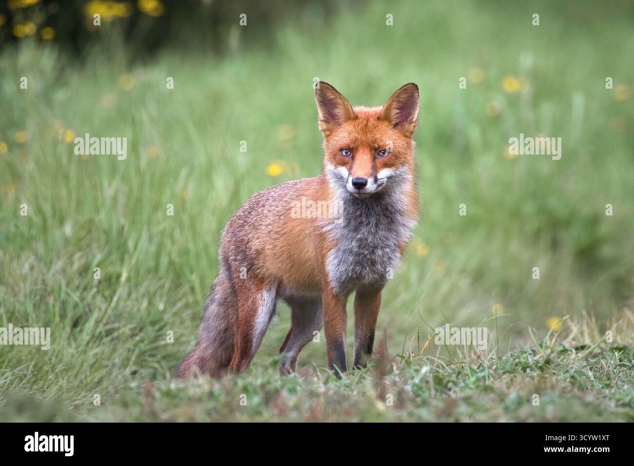 gros plan portrait d'un renard roux, vulpes vulpes, comme il se tient dans un champ regardant la caméra. l'arrière-plan flou naturel offre de l'espace pour le texte Banque D'Images