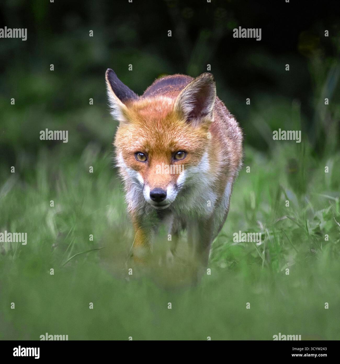Un gros plan d'un renard roux, vulpes vulpes, alors qu'il rôde et regarde l'appareil photo Un arrière-plan flou naturel offre de l'espace pour la copie de texte Banque D'Images