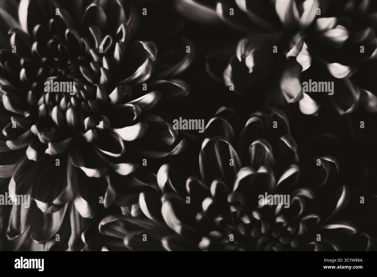 Macro noir et blanc de fleurs de chrysanthème. Photo de haute qualité Banque D'Images