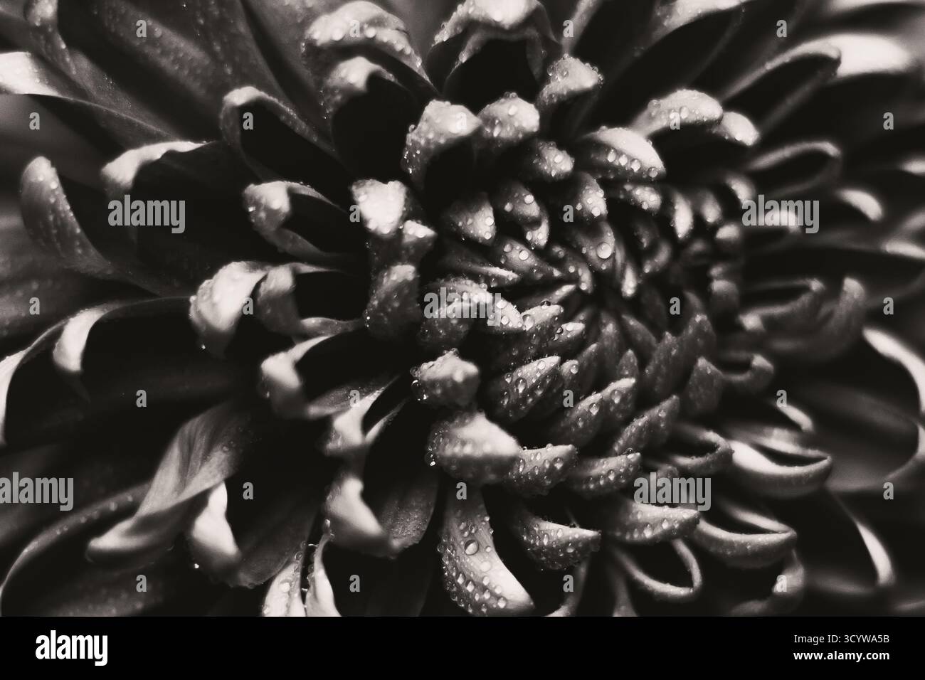 Macro noir et blanc de fleur de chrysanthème recouvert de gouttes d'eau. Photo de haute qualité Banque D'Images