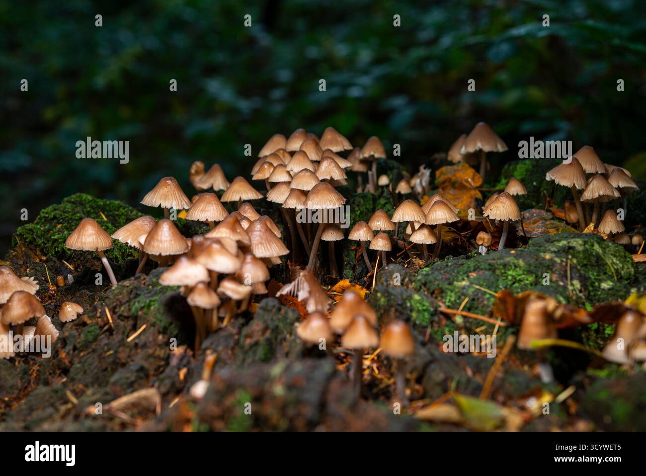 Petits champignons bruns poussant à partir d'une vieille souche d'arbre pourrie dans une forêt britannique en automne Banque D'Images