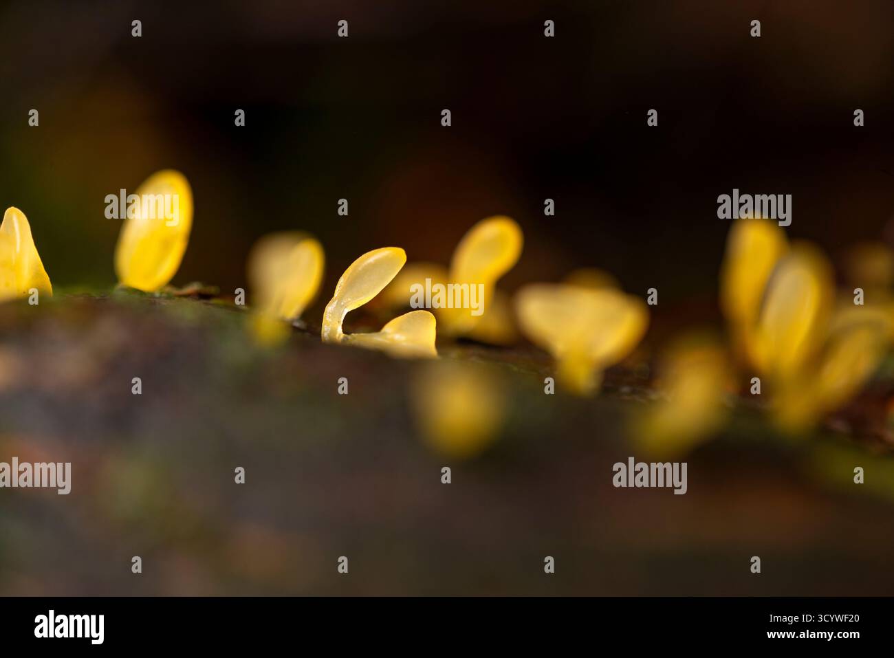 Petit champignon jaune translucide poussant à partir d'un tronc d'arbre pourri en automne dans une forêt britannique. Banque D'Images