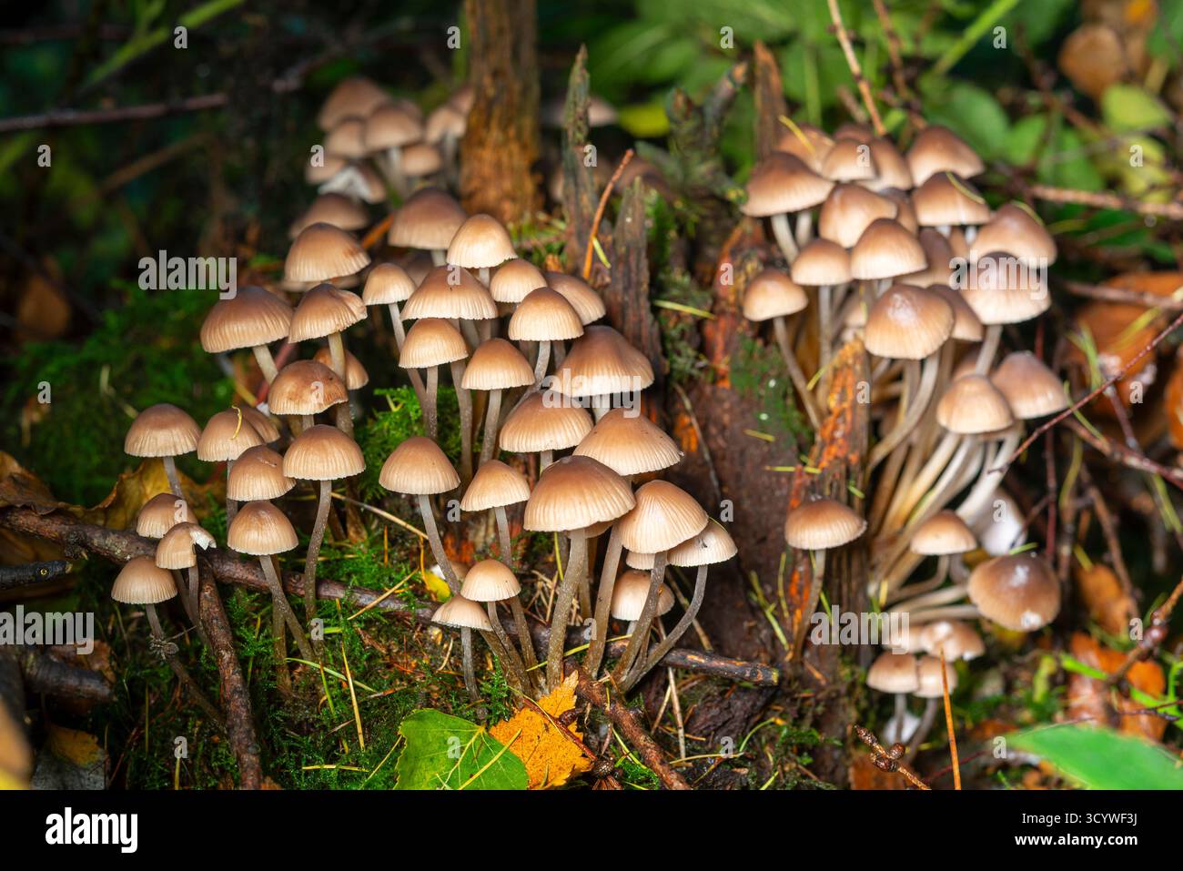 Grand groupe de petits champignons bruns poussant à partir d'une vieille souche d'arbre pourrie dans une forêt britannique. Banque D'Images