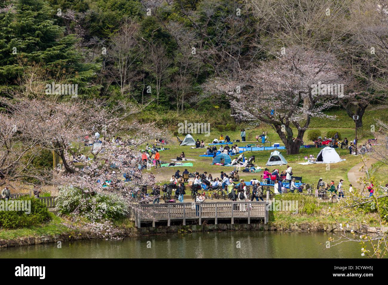 Foule de personnes célébrant le festival Hanami sous des arbres sakura en fleurs dans un parc au Japon Banque D'Images