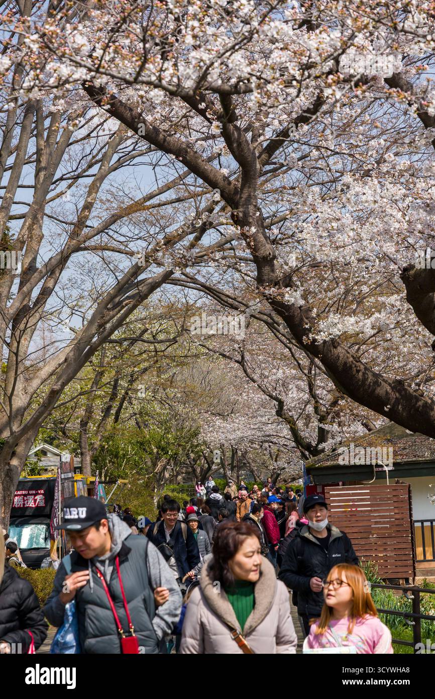 Foules de gens célébrant le festival hanami sous les cerisiers en fleurs en fleurs au Japon Banque D'Images