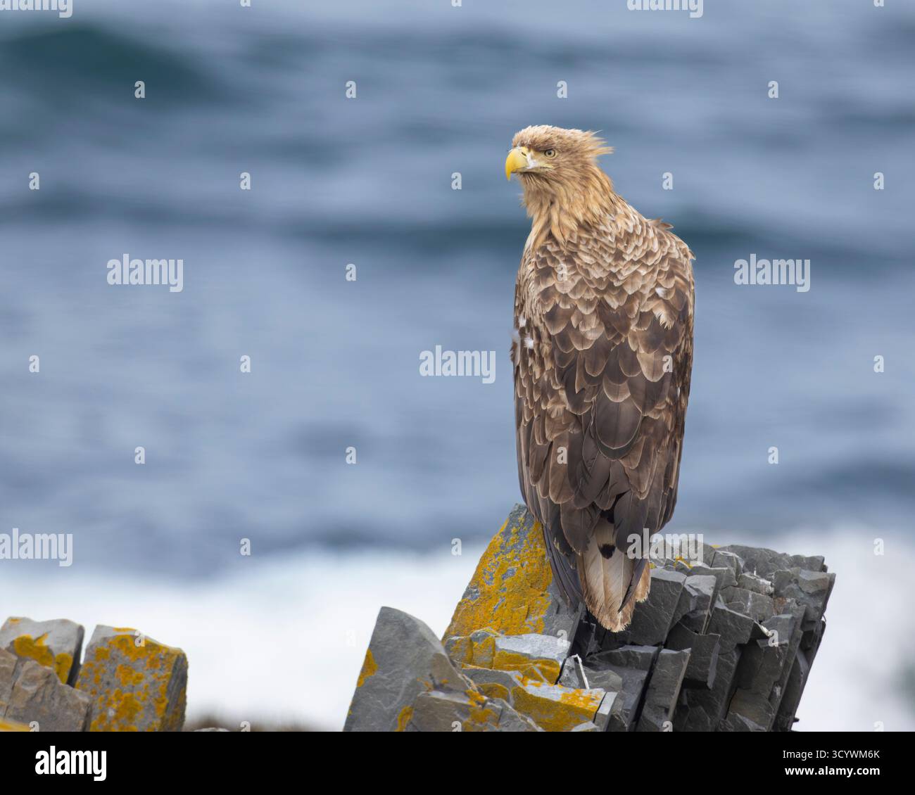 Aigle à queue blanche (Haliaeetus albicilla), subadulte perché sur un rocher, Finnmark, Norvège Banque D'Images