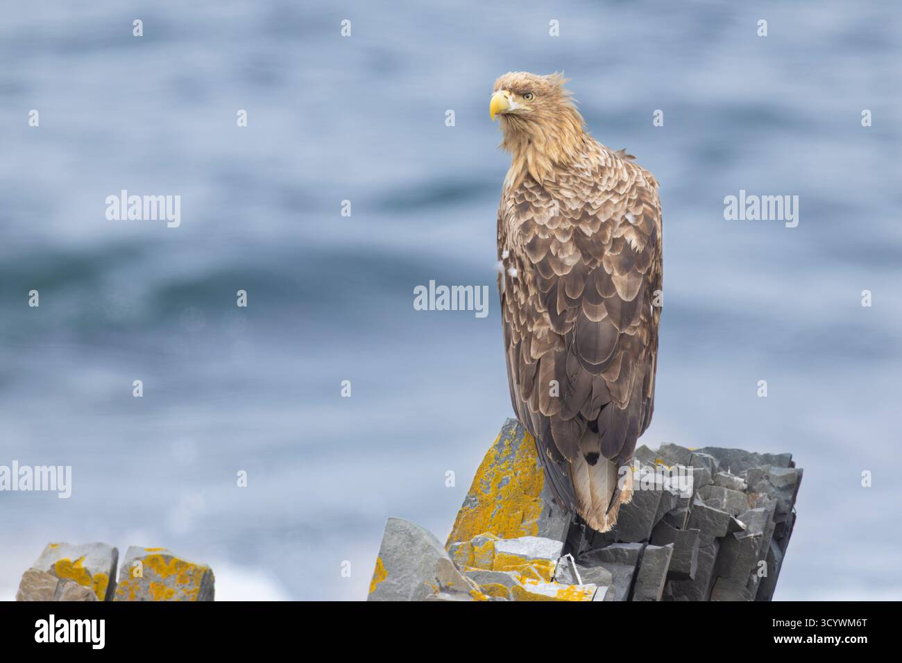 Aigle à queue blanche (Haliaeetus albicilla), subadulte perché sur un rocher, Finnmark, Norvège Banque D'Images