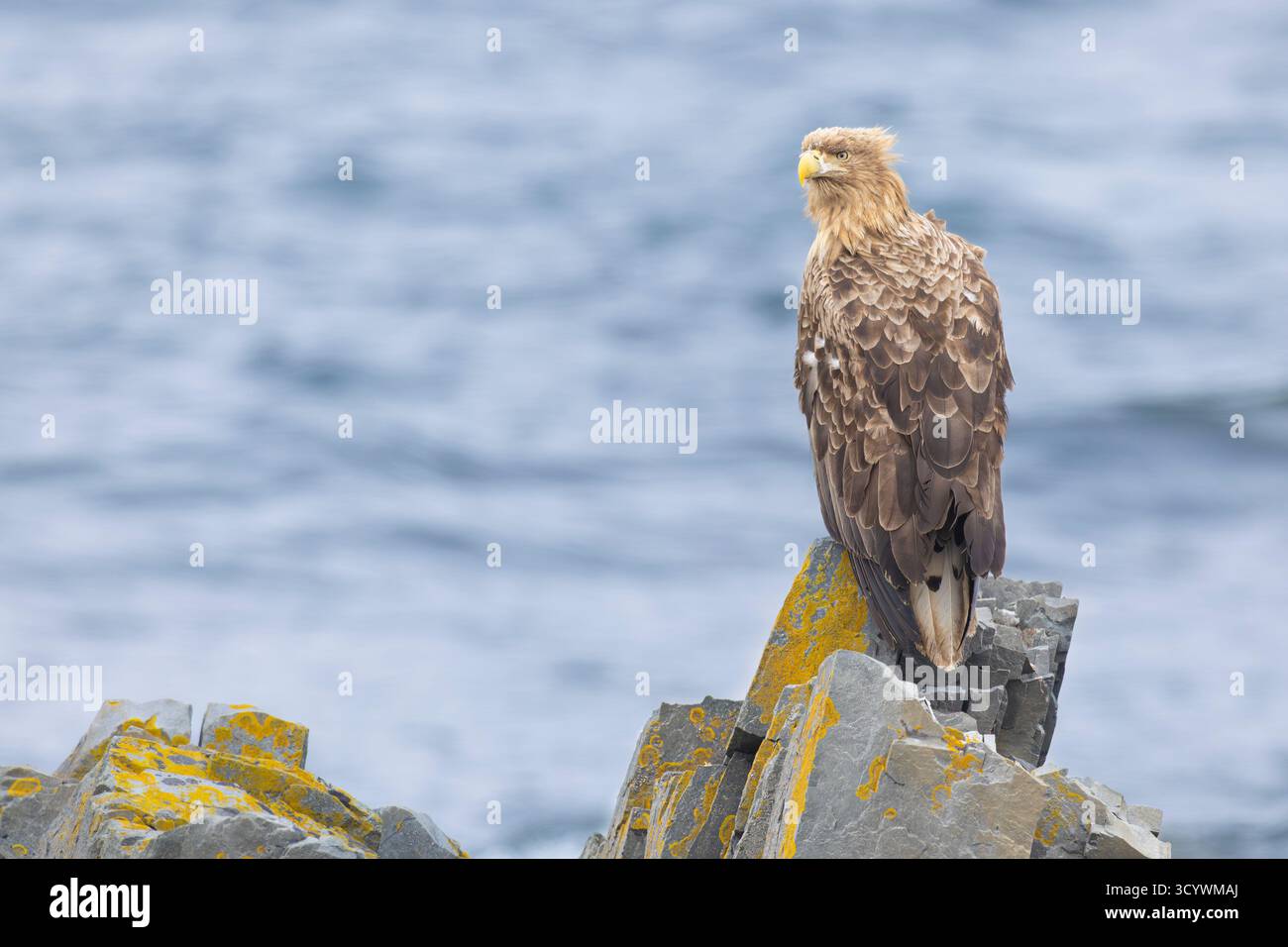 Aigle à queue blanche (Haliaeetus albicilla), subadulte perché sur un rocher, Finnmark, Norvège Banque D'Images