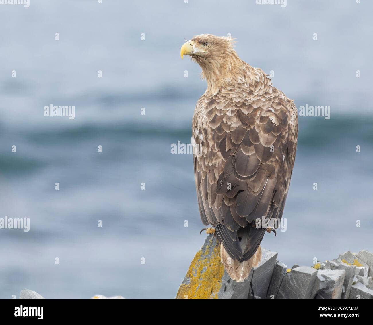Aigle à queue blanche (Haliaeetus albicilla), subadulte perché sur un rocher, Finnmark, Norvège Banque D'Images