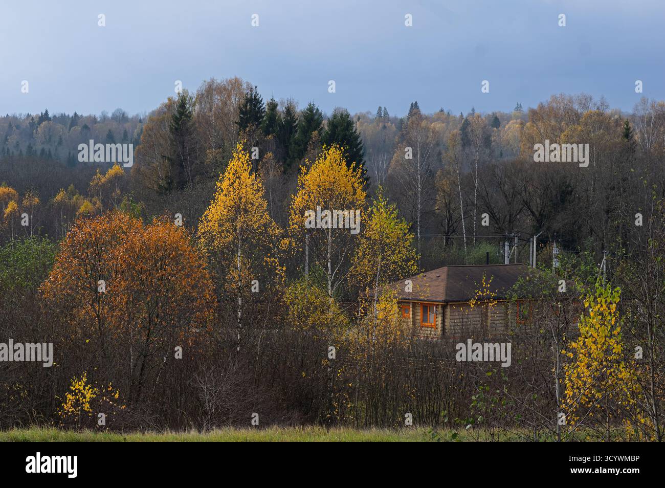 Paysage forestier d'automne pittoresque avec une cabane en bois parmi les bouleaux et les érables avec feuillage jaune et orange. Vue sur la campagne tranquille, nuageux Banque D'Images