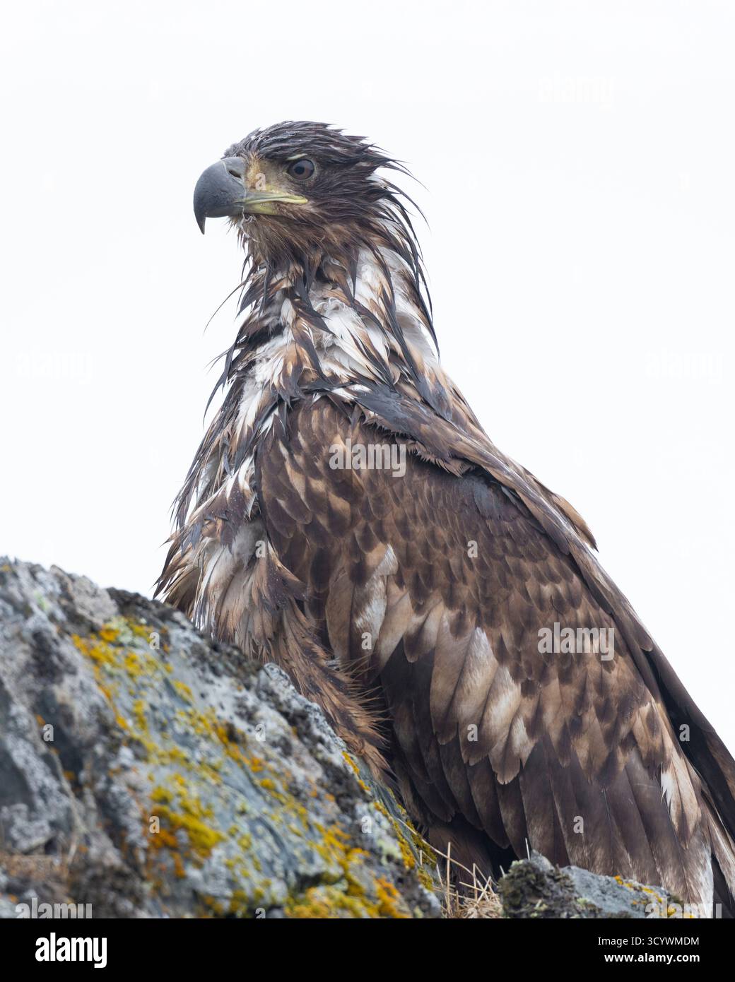 Aigle à queue blanche (Haliaeetus albicilla), gros plan d'un juvénile perché sur un rocher, Finnmark, Norvège Banque D'Images