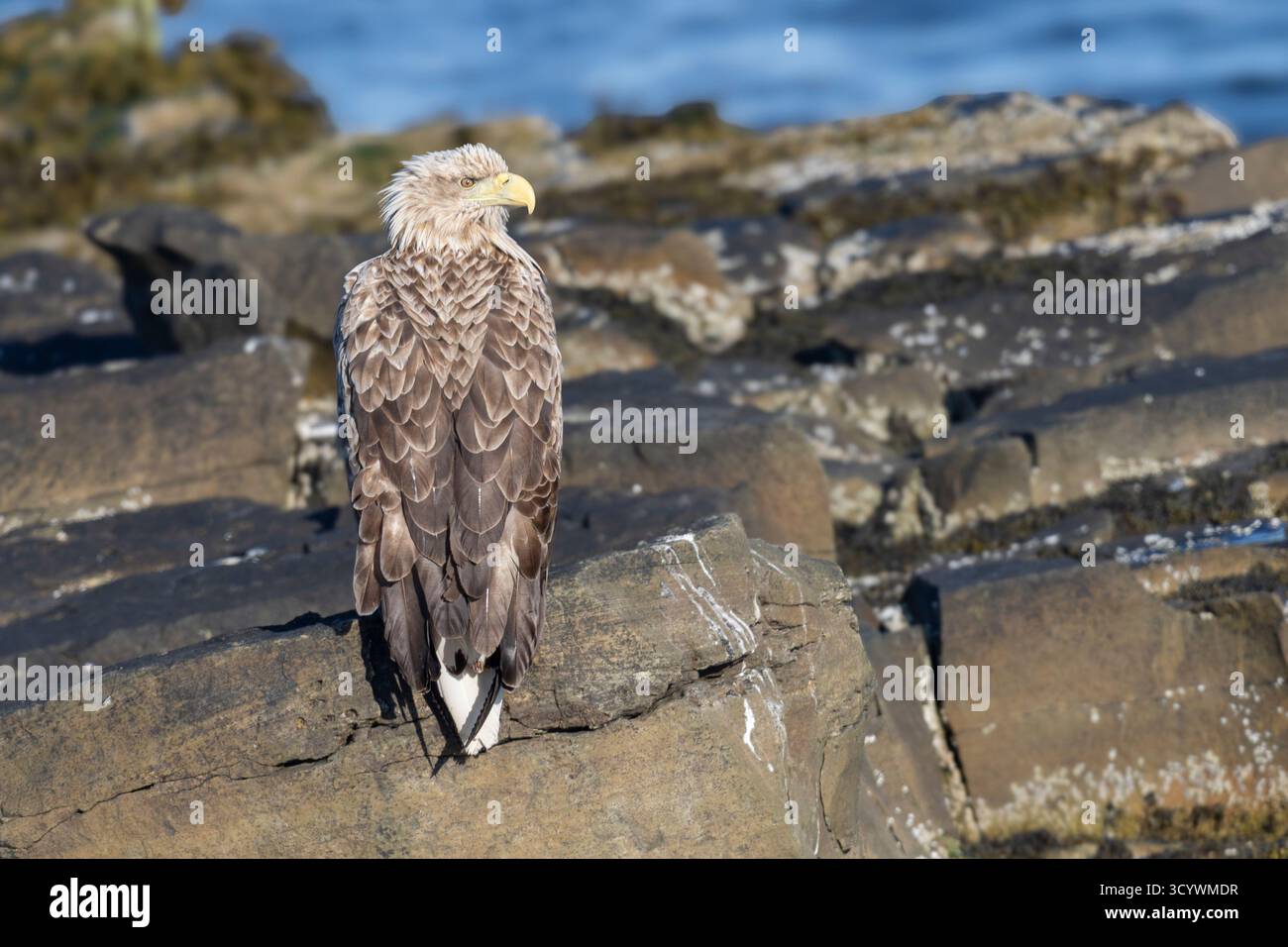 Aigle à queue blanche (Haliaeetus albicilla), subadulte perché sur un rocher, Finnmark, Norvège Banque D'Images