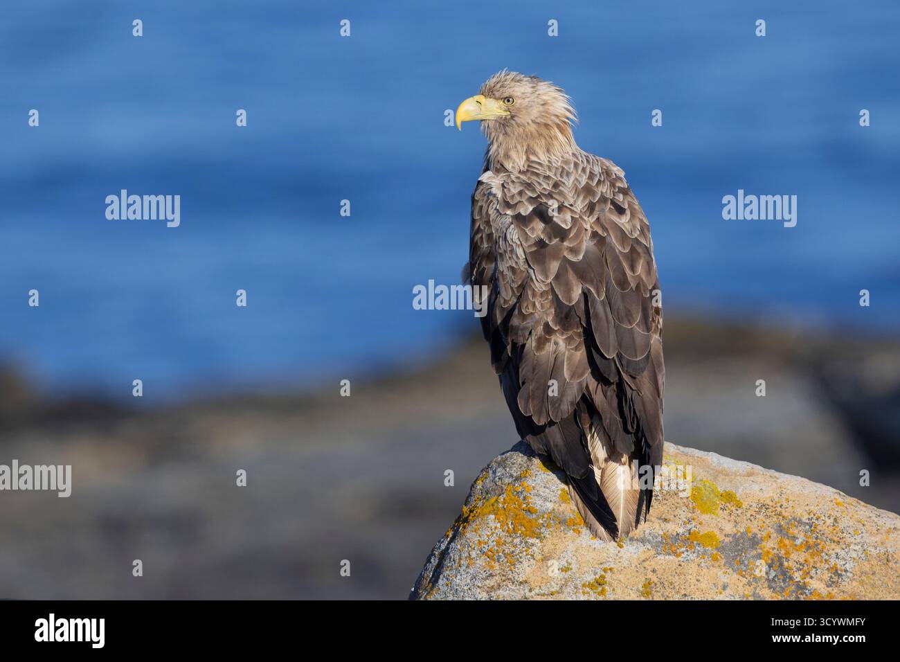Aigle à queue blanche (Haliaeetus albicilla), subadulte perché sur un rocher, Finnmark, Norvège Banque D'Images