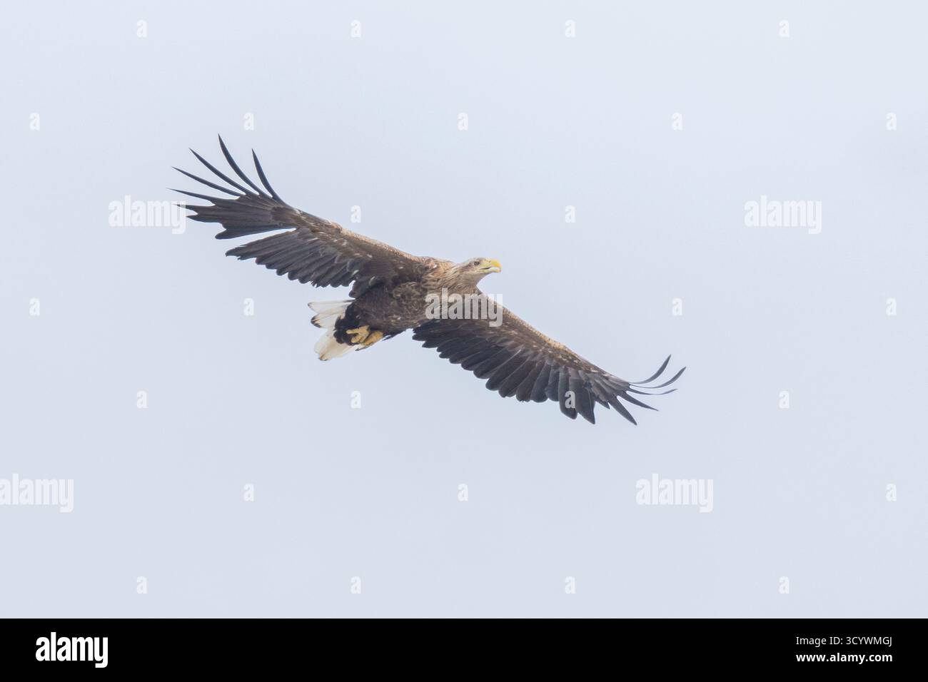 Aigle à queue blanche (Haliaeetus albicilla), immature en vol vu de dessous, Finnmark, Norvège Banque D'Images