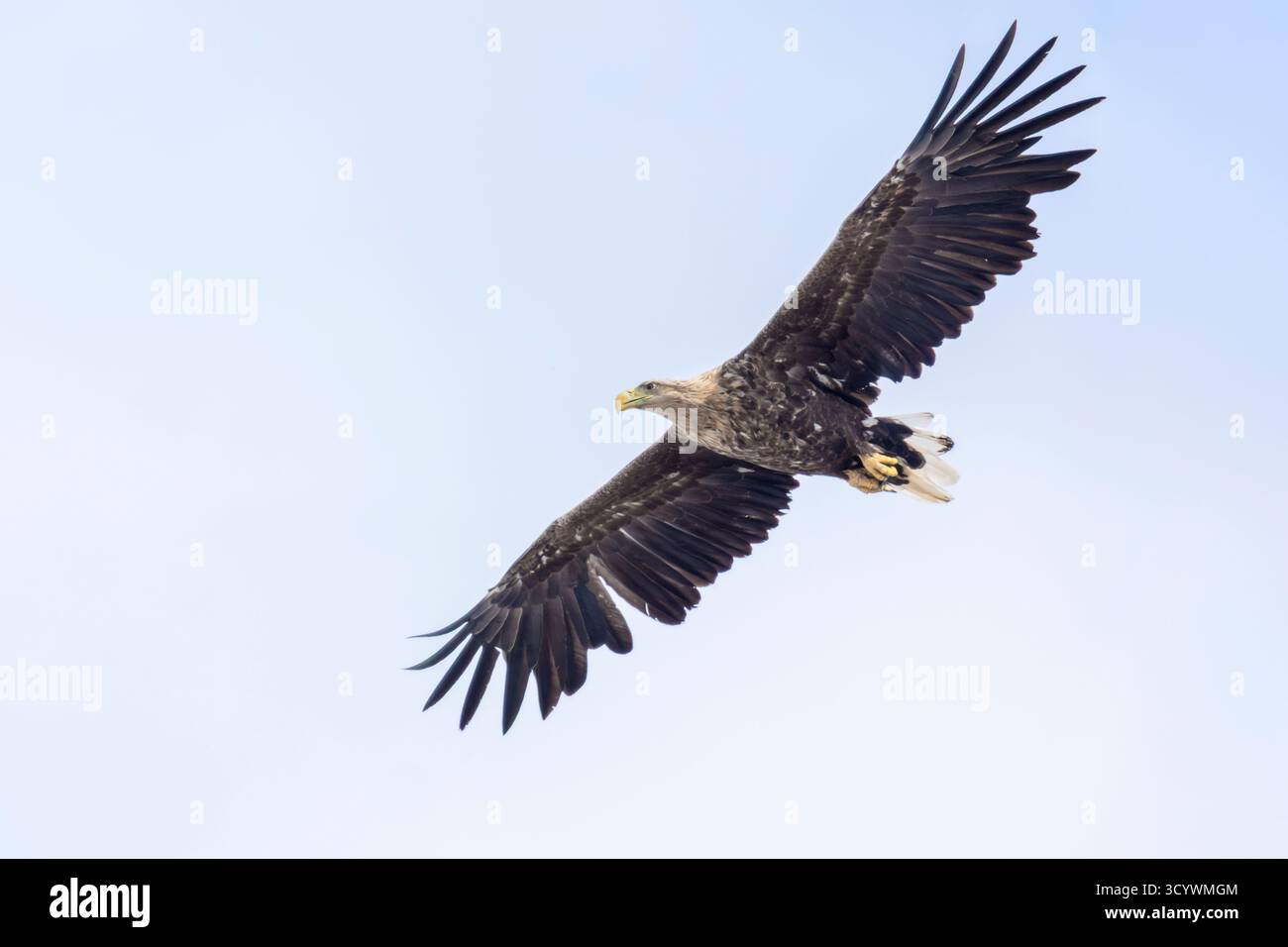 Aigle à queue blanche (Haliaeetus albicilla), immature en vol vu de dessous, Finnmark, Norvège Banque D'Images