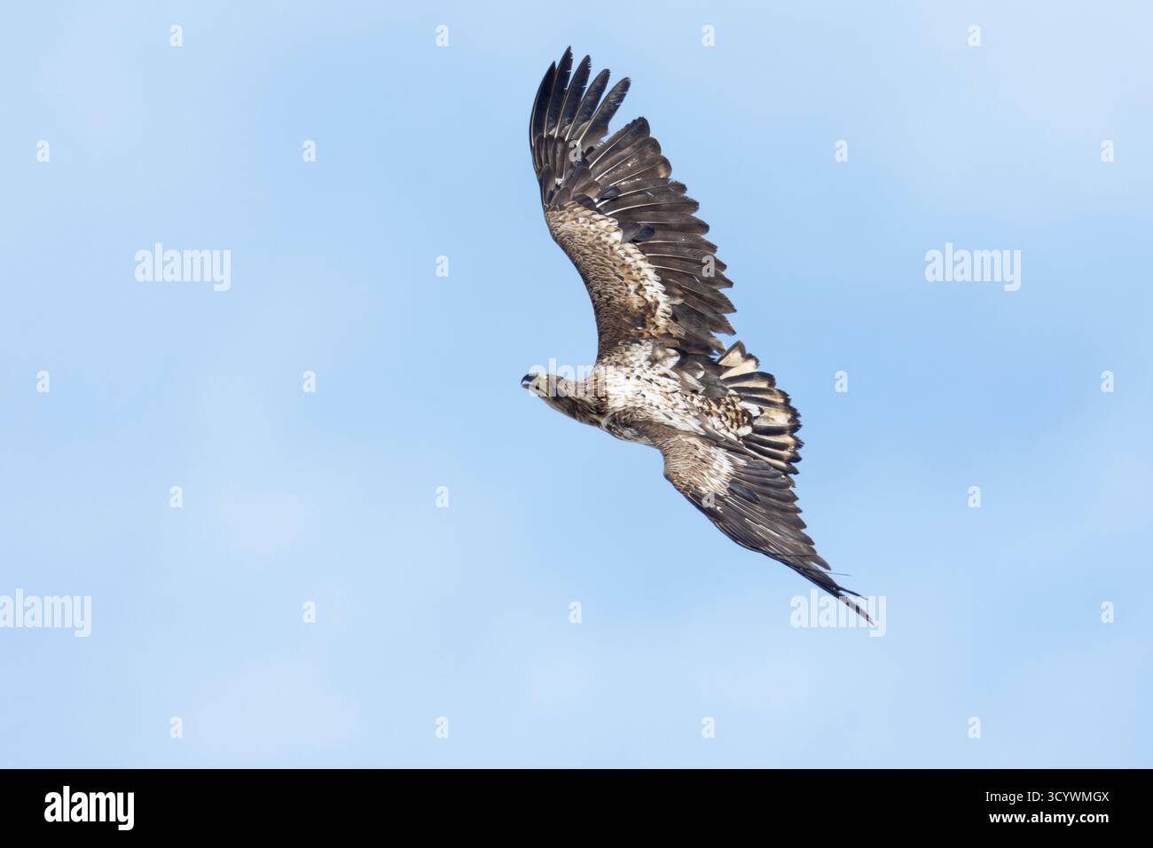 Aigle à queue blanche (Haliaeetus albicilla), immature en vol montrant des parties supérieures, Finnmark, Norvège Banque D'Images