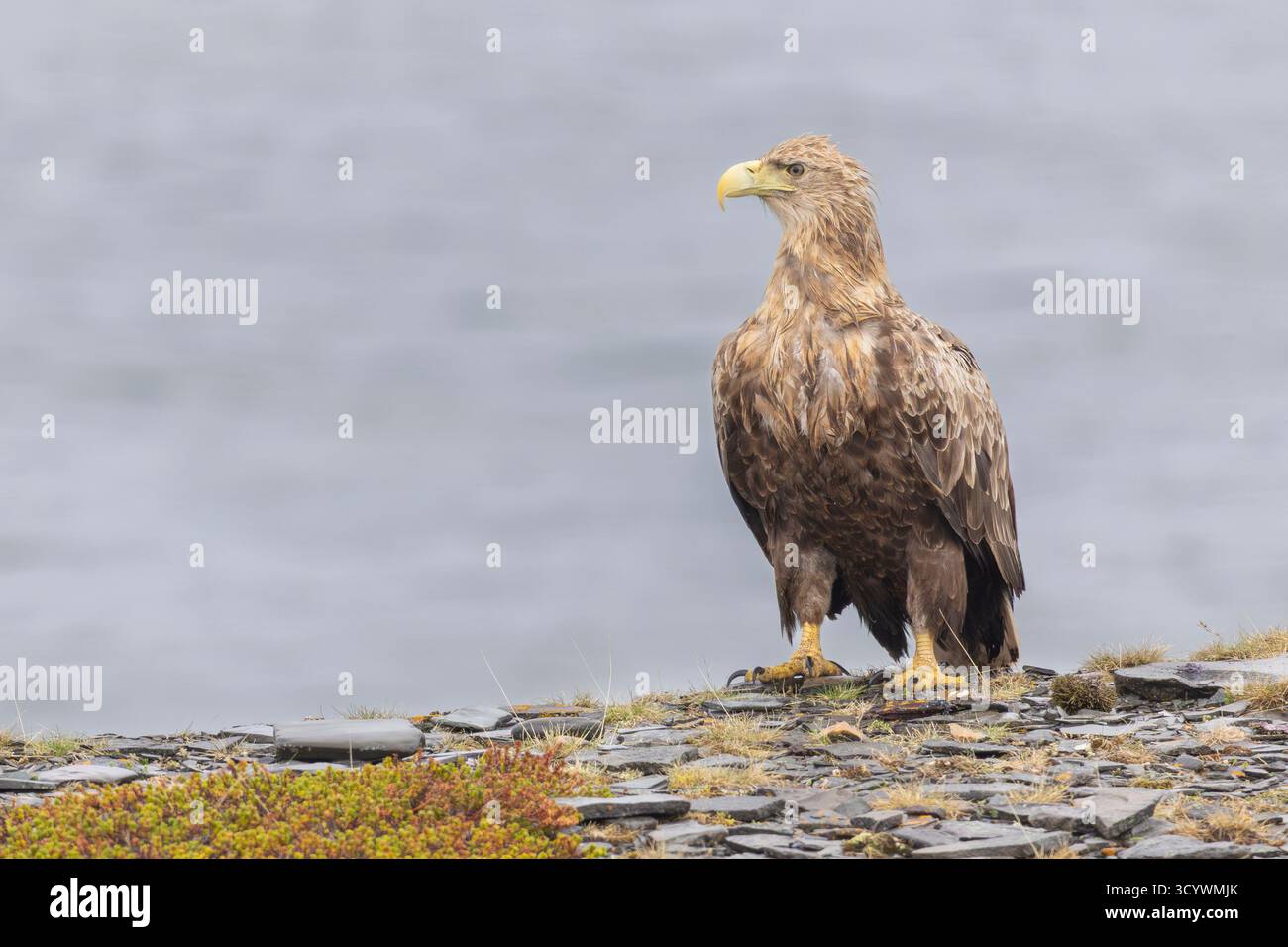 Aigle à queue blanche (Haliaeetus albicilla), subadulte perché sur un rocher, Finnmark, Norvège Banque D'Images