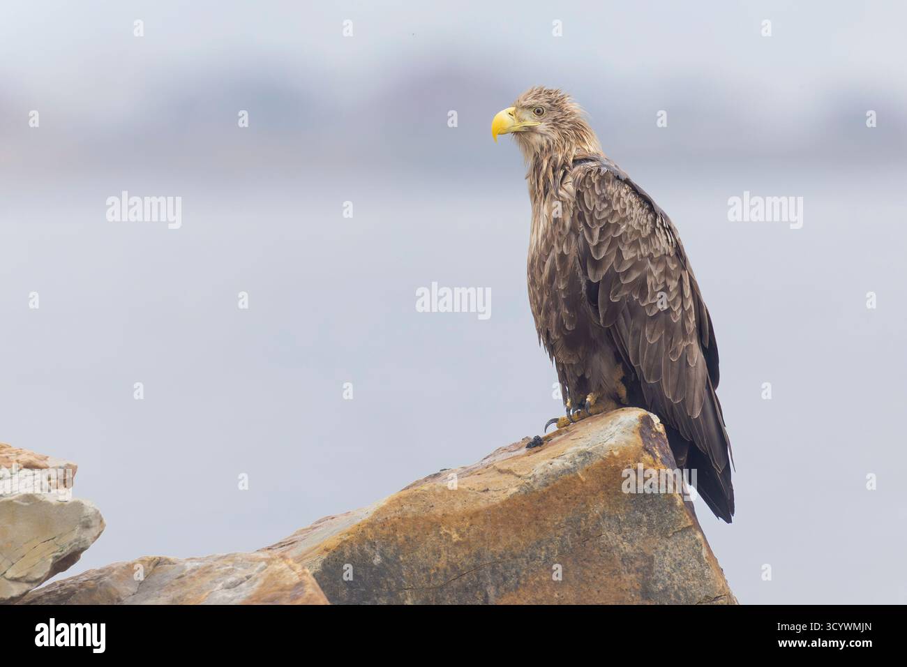 Aigle à queue blanche (Haliaeetus albicilla), subadulte perché sur un rocher, Finnmark, Norvège Banque D'Images