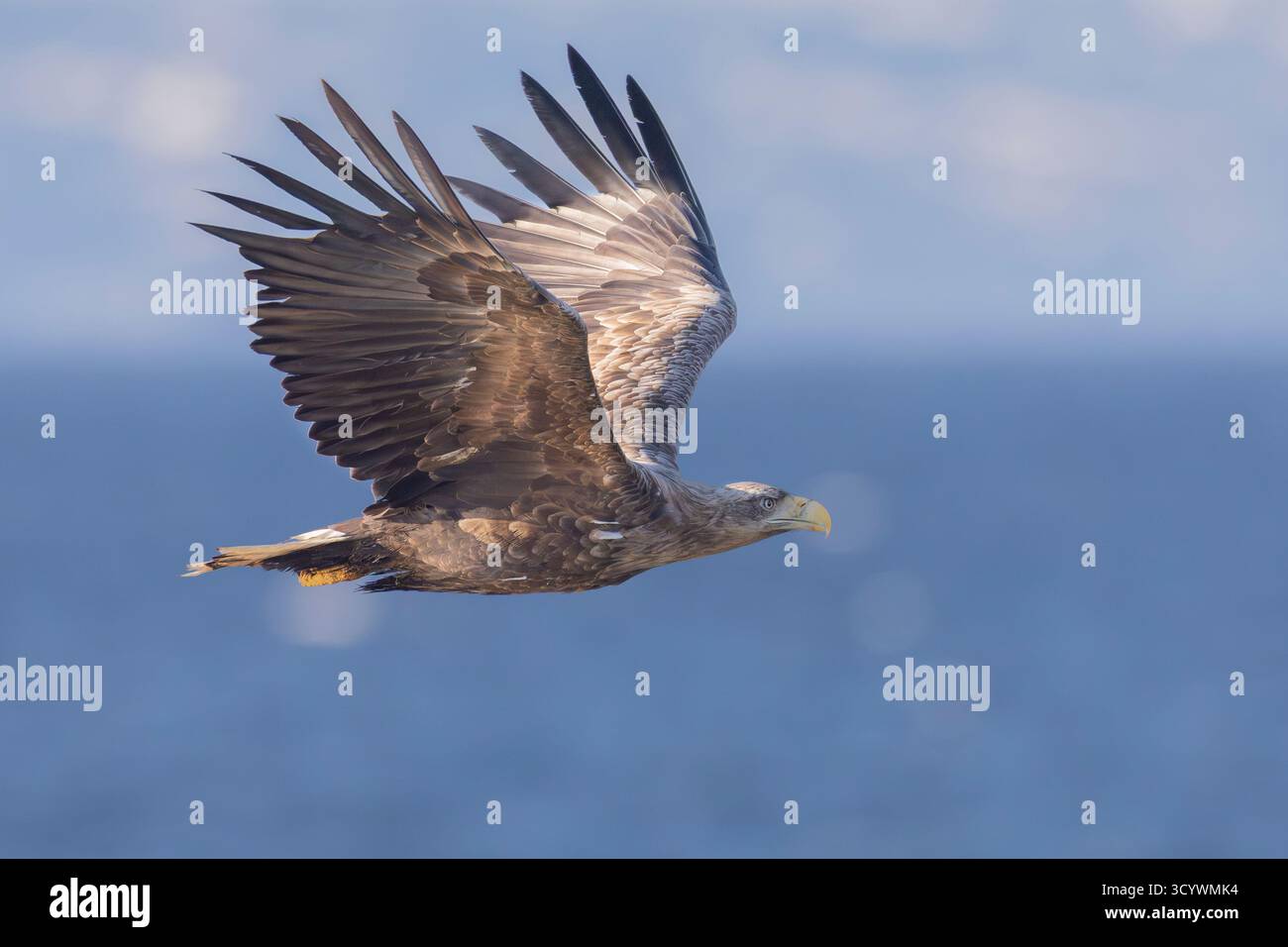 Aigle à queue blanche (Haliaeetus albicilla), vue latérale d'un immature en vol, Finnmark, Norvège Banque D'Images