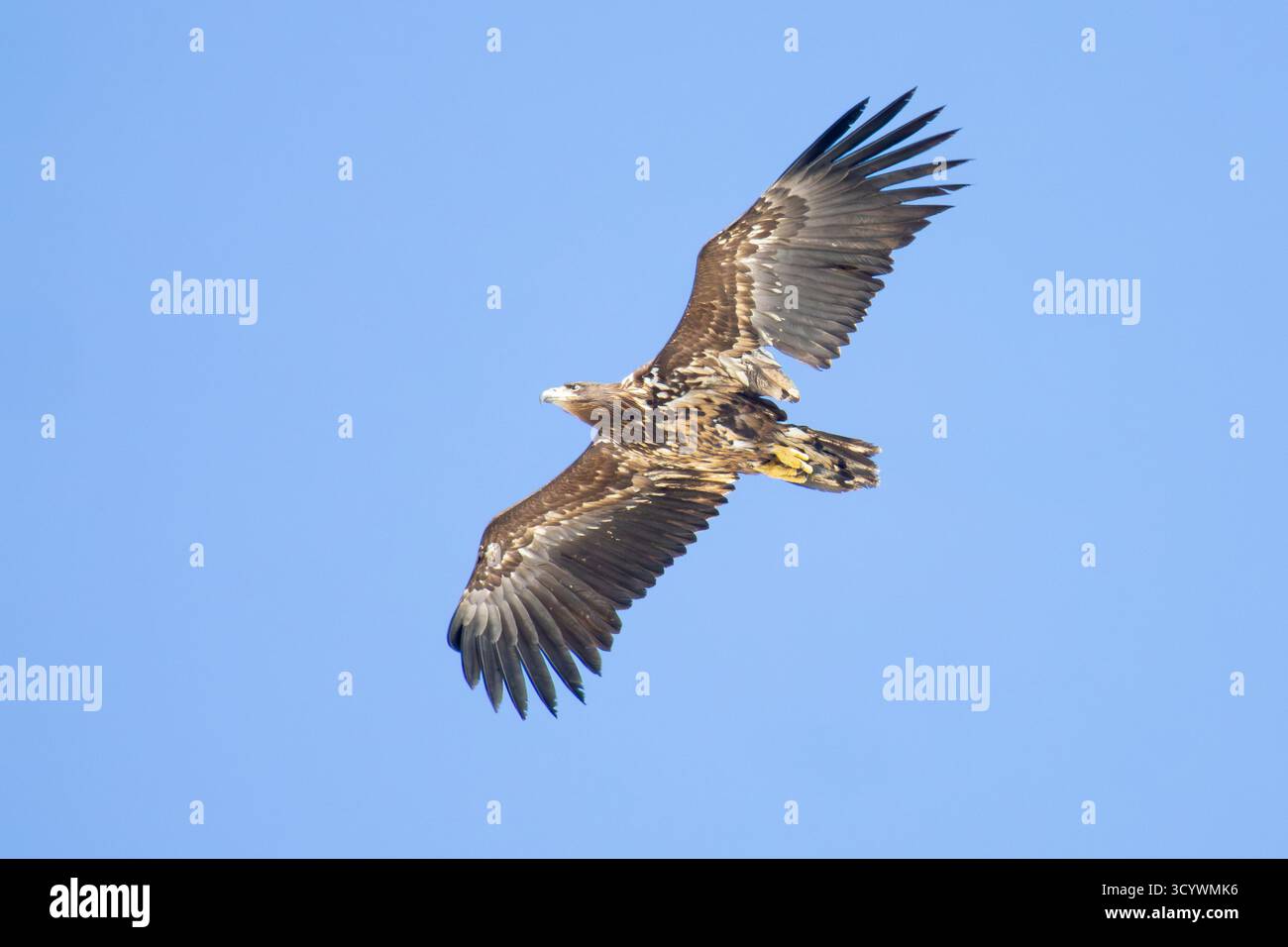 Aigle à queue blanche (Haliaeetus albicilla), immature en vol vu de dessous, Finnmark, Norvège Banque D'Images