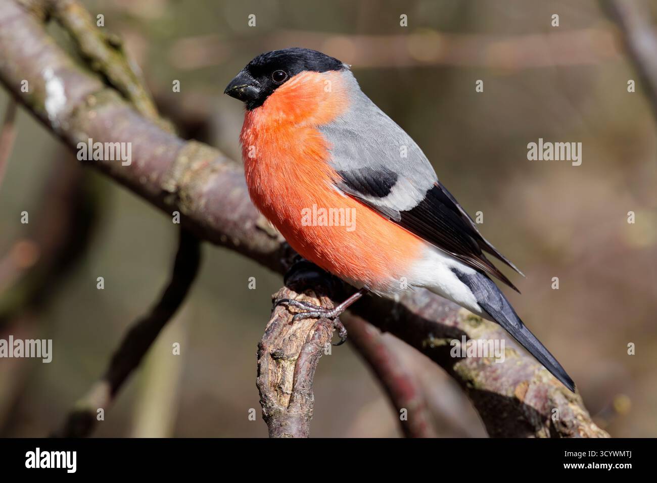 Bullfinch eurasien (Pyrrhula pyrrhula), vue latérale d'un mâle adulte perché sur une branche, Laponie, Finlande Banque D'Images