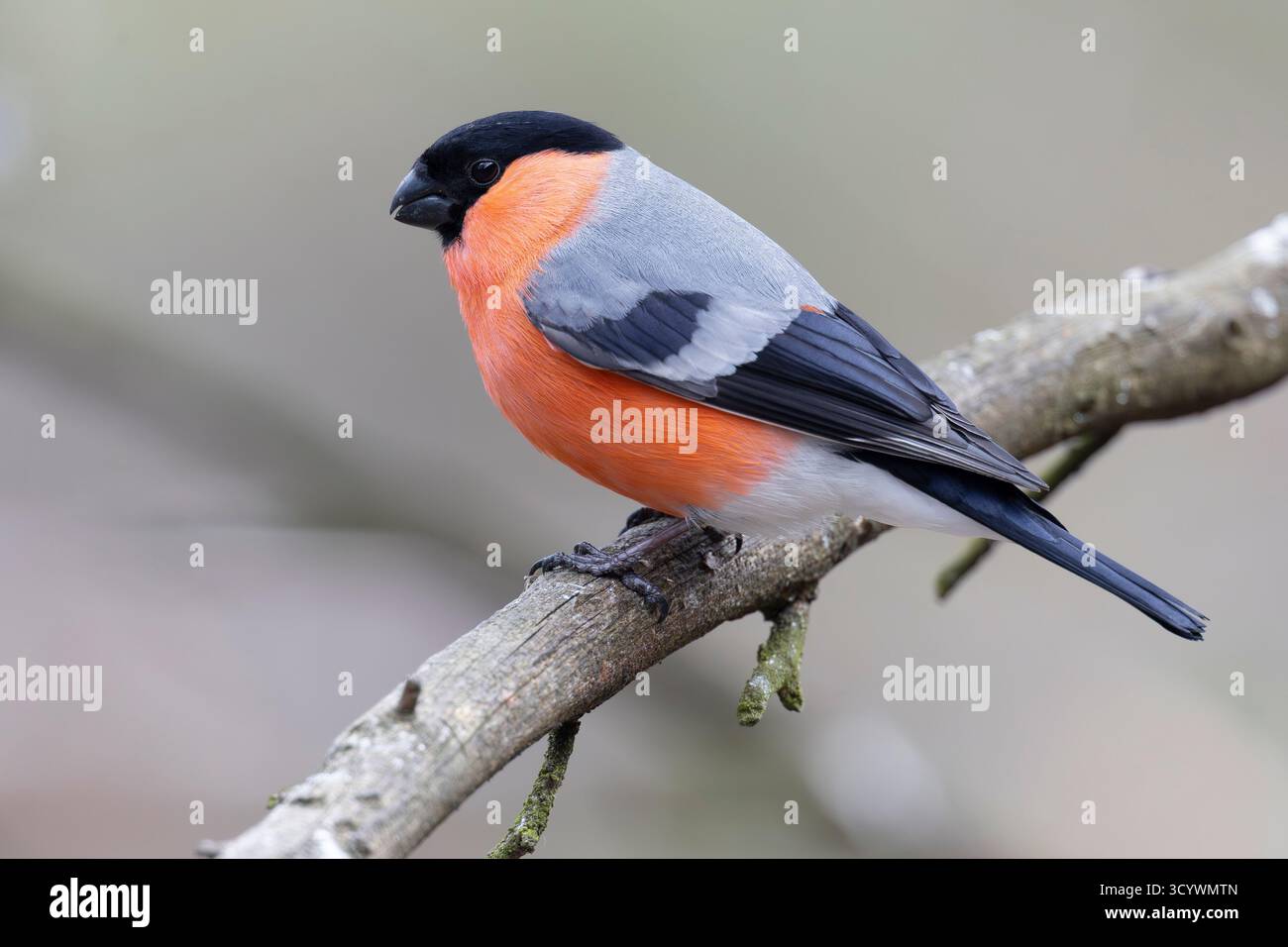 Bullfinch eurasien (Pyrrhula pyrrhula), vue latérale d'un mâle adulte perché sur une branche, Laponie, Finlande Banque D'Images