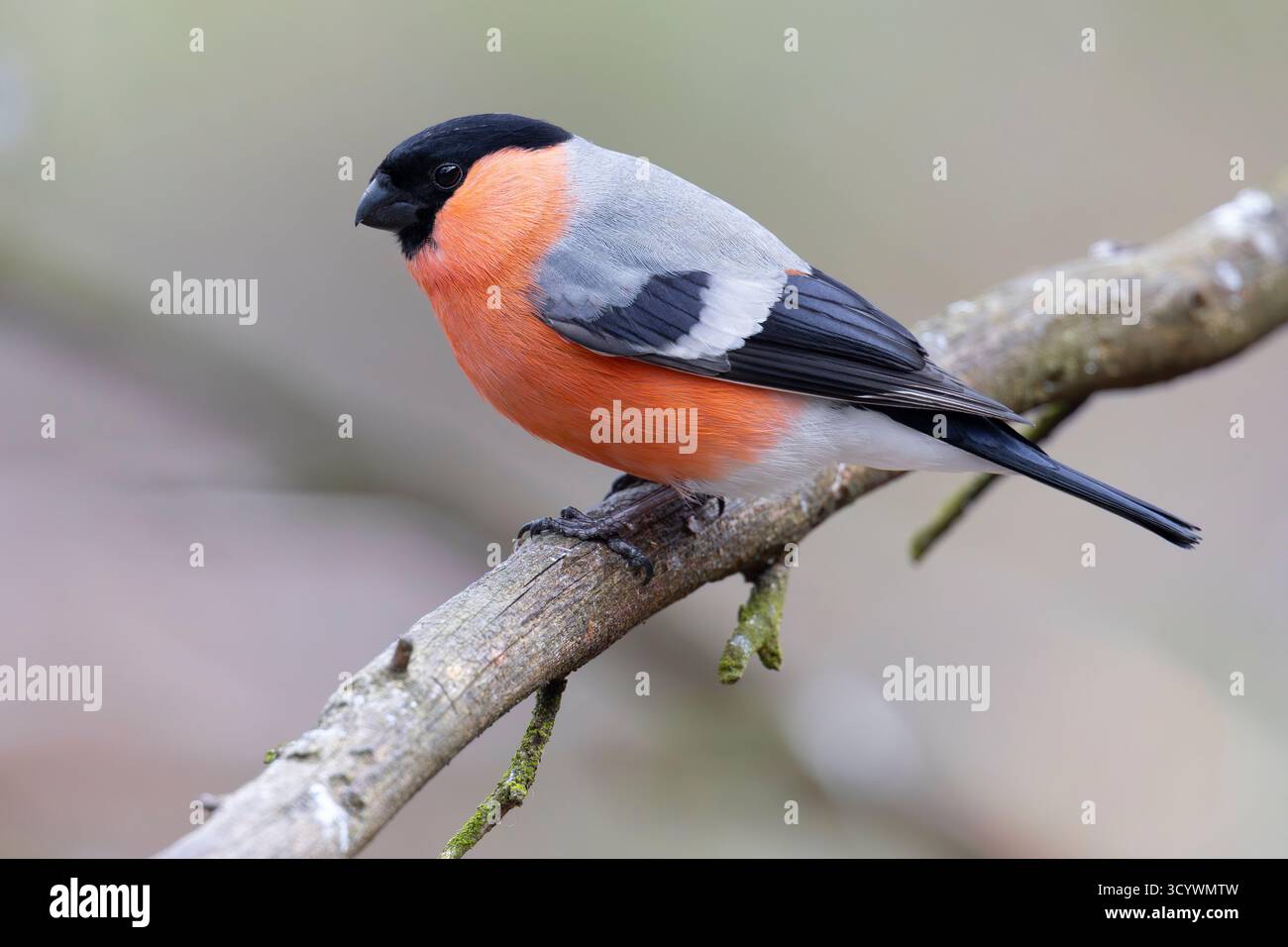 Bullfinch eurasien (Pyrrhula pyrrhula), vue latérale d'un mâle adulte perché sur une branche, Laponie, Finlande Banque D'Images