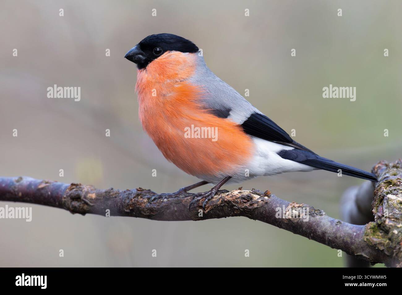 Bullfinch eurasien (Pyrrhula pyrrhula), vue latérale d'un mâle adulte perché sur une branche, Laponie, Finlande Banque D'Images