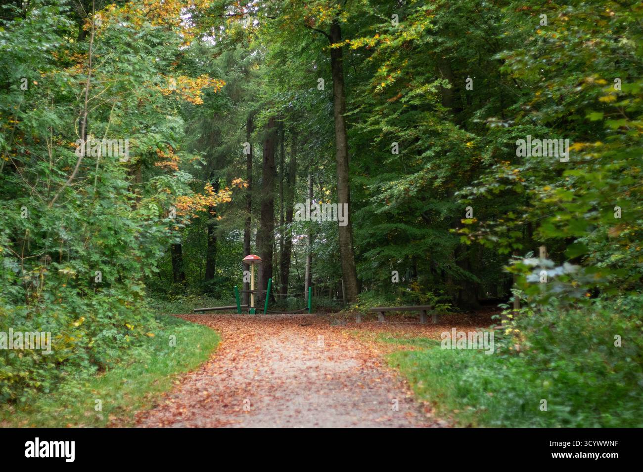 Chemin forestier à une aire de jeux, arbres verts dans la saison d'automne Banque D'Images