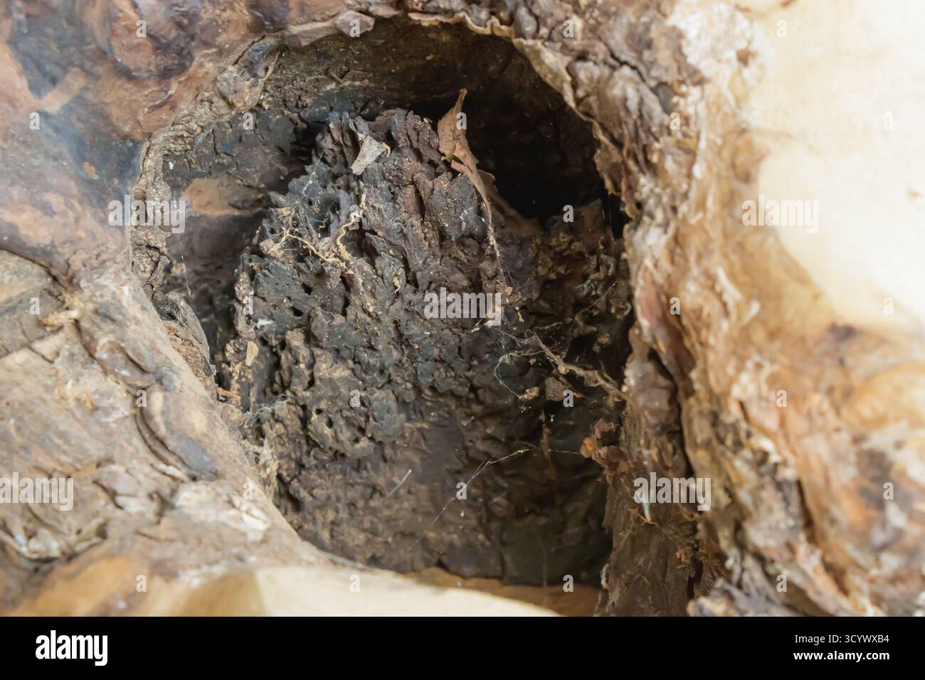 Vue rapprochée à l'intérieur d'un tronc d'arbre creux, révélant du bois décomposé, des textures d'écorce et de la matière organique. L'image capture la pourriture naturelle et les fourches Banque D'Images
