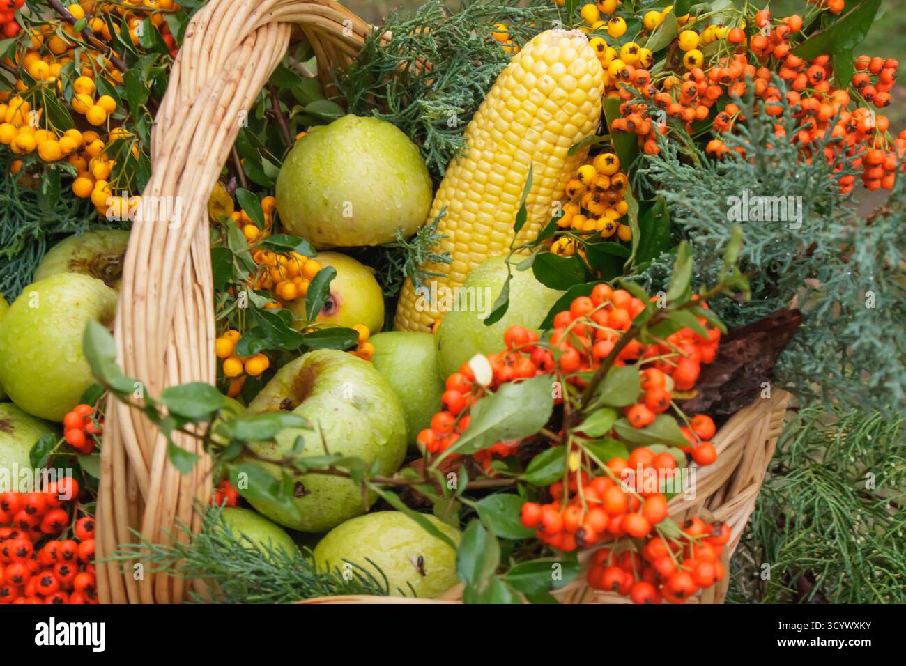 Un panier rustique en osier présente un mélange coloré de pommes vertes, de maïs mûr et de baies d'orange parmi les feuilles fraîches. La disposition vibrante capture le Banque D'Images
