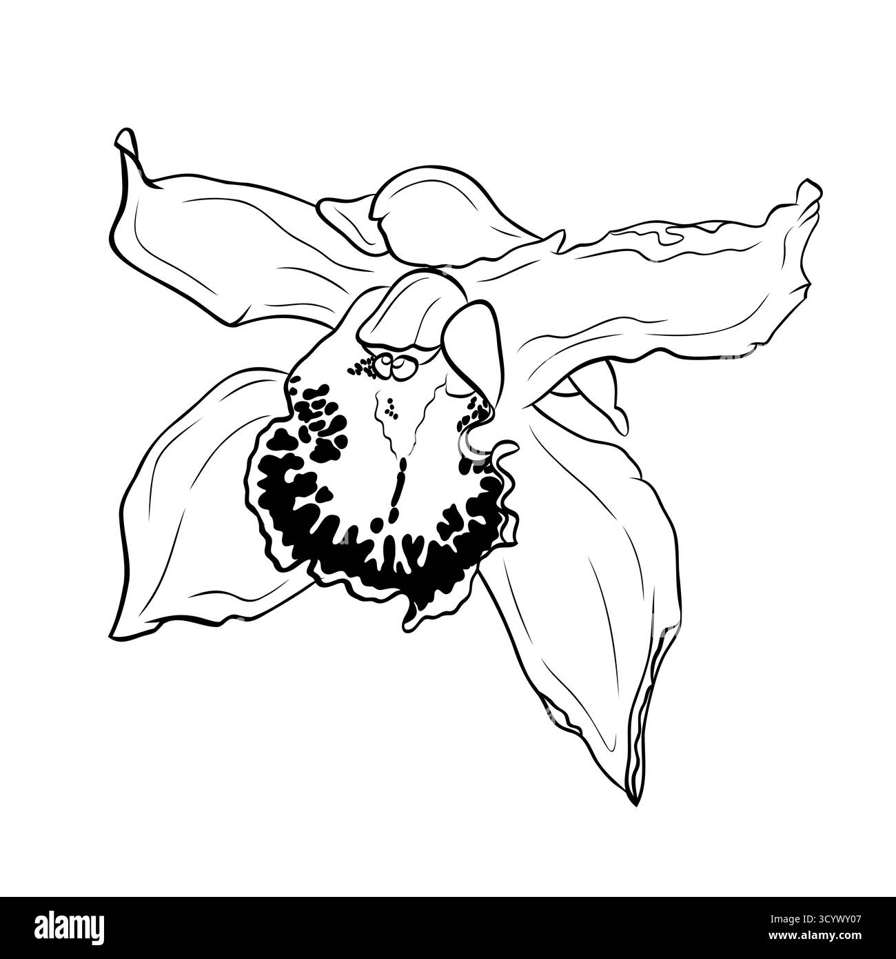 Fleur de vanille, orchidée phalaenopsis avec de grands pétales. Graphique dessin au trait dessin à la main à l'encre noir et blanc vecteur d'illustration Illustration de Vecteur