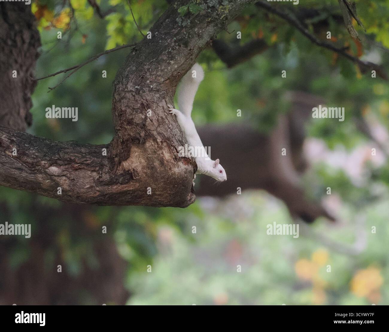 Écureuil blanc albinos repéré dans un arbre à Woburn, Angleterre un jour d'automne frais Banque D'Images